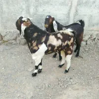 دو عدد پاچن