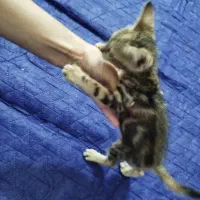 واکزاری بچه گربه