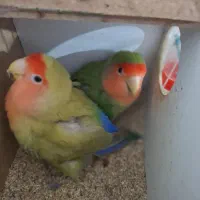 کوتوله صورت هلویی