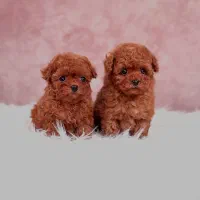 سگ توله تاینی توی پودل 65 روز وارداتی