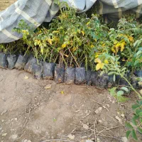 فروش نهال گلدانی گل محمدی