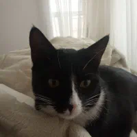 واگذاری رایگان گربه