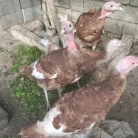 فروش چهار عدد بوقلمون بوربون|حیوانات مزرعه|رامسر, |دیوار