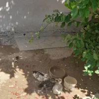 اردک|حیوانات مزرعه|دهدشت, |دیوار