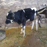 گوساله نر