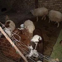 بره چاق کشتاری|حیوانات مزرعه|بروجرد, |دیوار