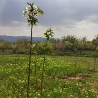 باغچه 650 متری آبسرد با 50 درخت میوه مثمر