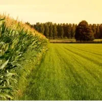 زمین ۲۵۰ متر جاده بهمن صغاد