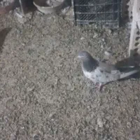 کله سبز دوم سبز