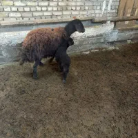 شیشک بره دار