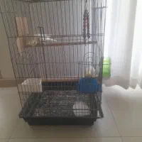 عروس هلندی|پرنده|بومهن, |دیوار