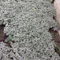 فیتونیا|گل و گیاه طبیعی|نشتارود, |دیوار