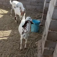 فروش کهره نر|حیوانات مزرعه|قلعه قاضی, |دیوار