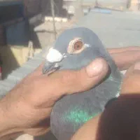 جفت پلاکی از نثل جواب داده