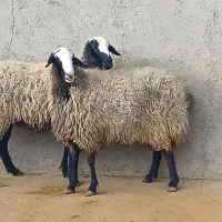 دامدارم هستم نه دلال