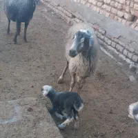 میش بره دار|حیوانات مزرعه|قم, ولیعصر|دیوار