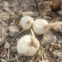 پیش فروش پیاز زعفران|خدمات باغبانی و درختکاری|گلبهار, بیزکی|دیوار