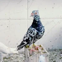 پرنده دیستی و کبوتر سرور|پرنده|شیراز, شهرک پرواز|دیوار