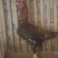 خروس لاری و مرغ