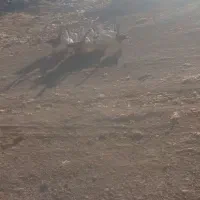 قاز