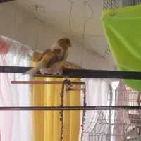 قناری|پرنده|تهران, افسریه شمالی|دیوار