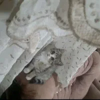 واگذاری گربه سه ماهه