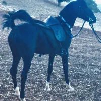 اسب پنچ نیشان کورد اصیل شیشدان|اسب و تجهیزات اسبسواری|ایلام, |دیوار