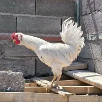 خروس گلین سفید