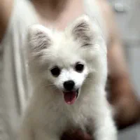 سگ پامرین اپارتمانی|سگ|میاندوآب, |دیوار