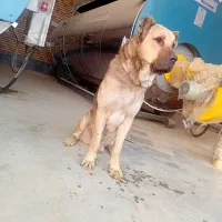 سگ سرابی نر ماده