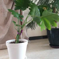 برگ انجیری|گل و گیاه طبیعی|اهواز, امانیه|دیوار