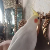 عروس هلندی