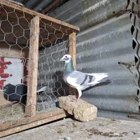 ماده پلاکی|پرنده|مرودشت, ابوذر شمالی‎|دیوار