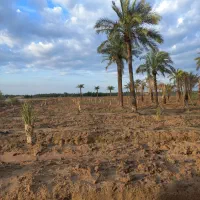 فلاحت نخلستان و زمین