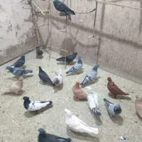 کفتر طور|پرنده|چناران, |دیوار