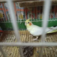 عروس هلندی نر وماده دستی نر ها ریز خونی میکنن