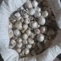 موسیر|گل و گیاه طبیعی|زنده رود, |دیوار