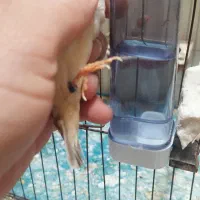 فنچ کینگ جامبو مولد