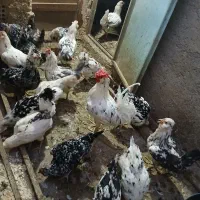 تخم مرغ نطفه دار گلین|حیوانات مزرعه|بهارستان, |دیوار