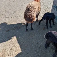 میش زایده|حیوانات مزرعه|سلیمان, |دیوار