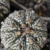 استریاس|گل و گیاه طبیعی|تهران, سلیمانی|دیوار