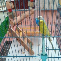 فروش مرغ عشق