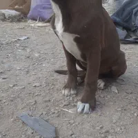 سگ نگهبان ،دمبلانی ،گارد|سگ|باغستان, |دیوار