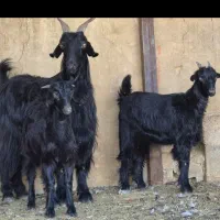 دو راس بز دوکهره ای  دوباره آبستن|حیوانات مزرعه|کوار, |دیوار