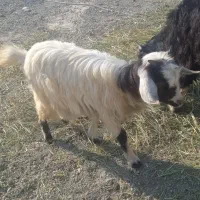 بزغاله دورگه پاکستانی|حیوانات مزرعه|تبریز, |دیوار