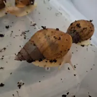hحلزون