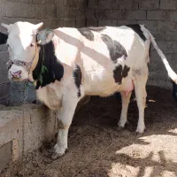 گاو شیری سیمینتال زایده بهترین