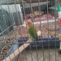 یک عدد کوتوله