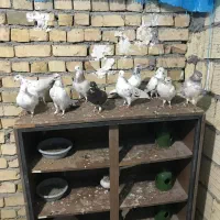 کفتر