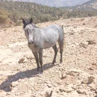 اسب عربی